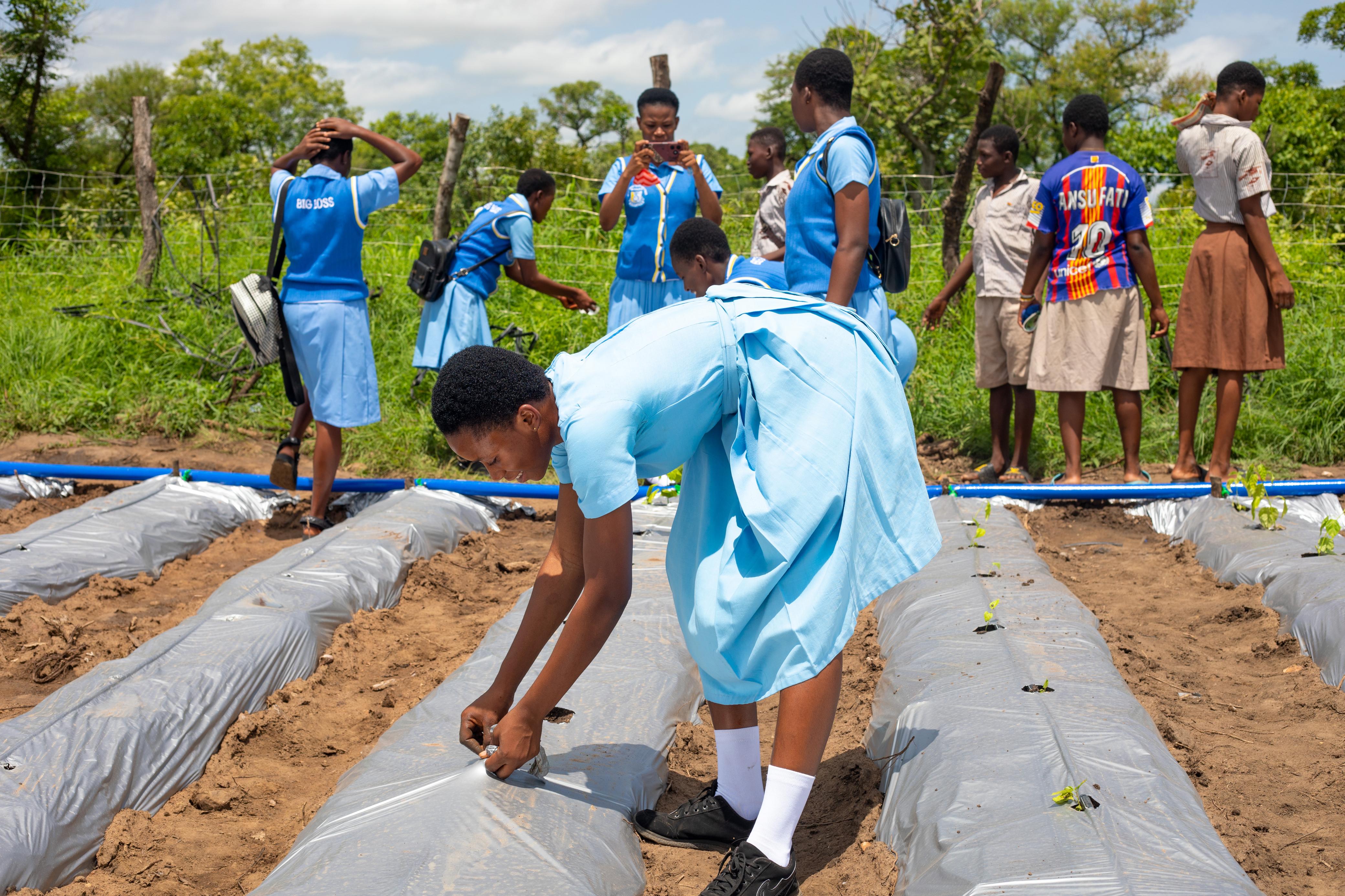 Students laying drip lines on mulched vegetable beds